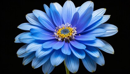 blue flower on background cutout