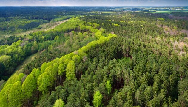 aerial view over forest at spring