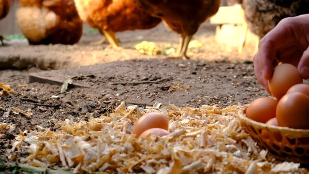 the farmer collects eggs in the chicken coop. Selective focus.