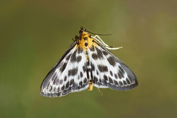 Small Magpie (Anania hortulata, formely Eurrhypara hortulata). Subfamily Pyraustinae. Family grass moths (Crambidae). On glass, blurred green garden. Spring, April, Netherlands   