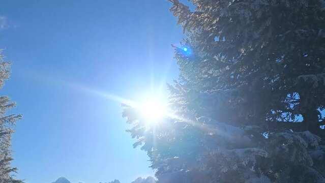 Słońce i świerk w g&oacute;rskiej zimowej scenerii