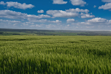 Gerstenfelder im Frühling bewölkter Himmel