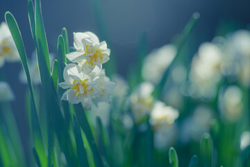 早春に咲くスイセンの花