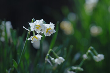 早春に咲くスイセンの花