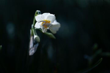 早春に咲くスイセンの花