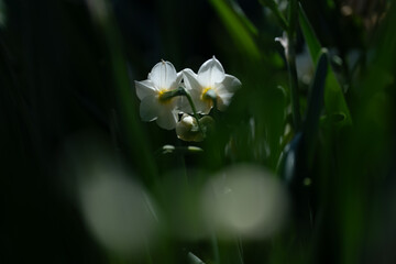 早春に咲くスイセンの花