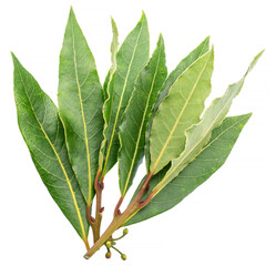 Obraz premium Bunch of green fresh bay leaves isolated on white background.