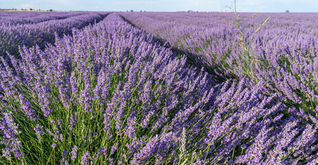 Lavender field in blossom. Rows of lavender bushes stretching to the horizon. Brihuega, Spain.