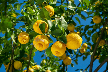 Ripe lemon fruits on lemon tree and blue sky at the background. View from below.