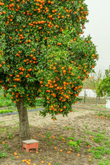 Orange tree or citrus sinensis almost covered with oranges. Great harvest in the orchard.