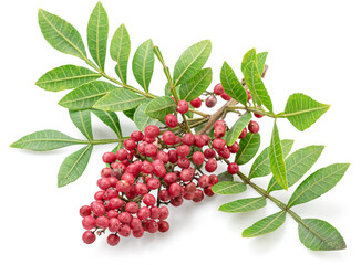 Fresh pink peppercorns on branch with green leaves isolated on white background. - obrazy, fototapety, plakaty