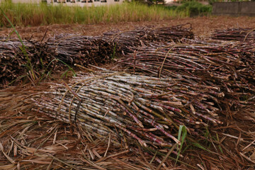 沖縄県宮古島　収穫したサトウキビ