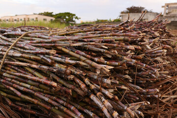 沖縄県宮古島　収穫したサトウキビ