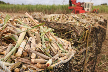 沖縄県宮古島　サトウキビ収穫風景