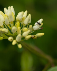 Obraz premium fly on flower