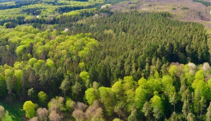 aerial view over forest at spring