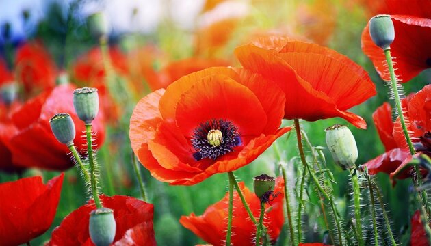 Poppy Flower Photos Images – Browse 13,701 Stock Photos, Vectors, and ...
