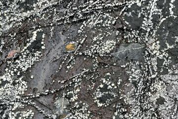 Oil-contaminated soil with deposits of salt and ozokerite near old oil fields. Natural texture background.