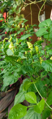 Green chili plants