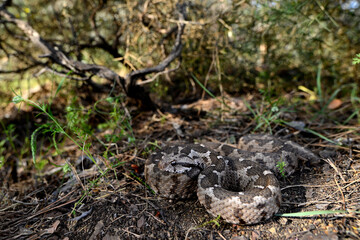 Ottoman viper // junge Kleinasiatische Bergotter (Montivipera xanthina) - Dalyan, Turkey