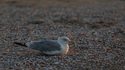 Möwe sitzt am Strand