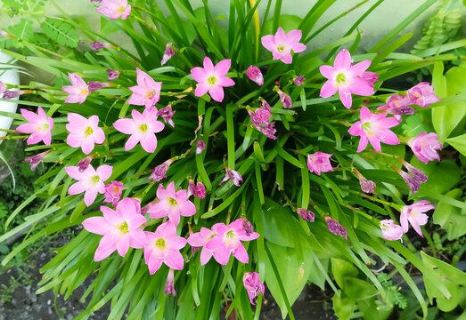 Zephyranthes minuta
Plant