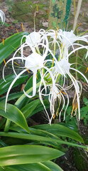 Beach spider lily
Plant