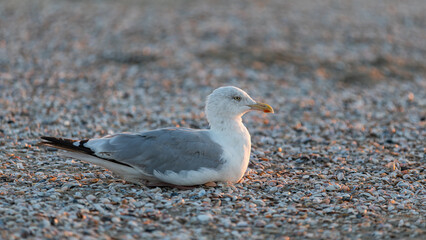 Möwe sitzt am Strand