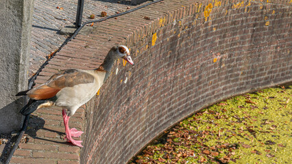 Gans auf einer Mauer
