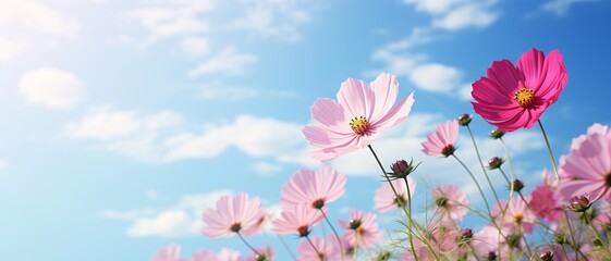 Beautiful Pink Cosmos Flower with blue sky.