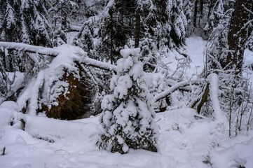 Fototapeta na wymiar beautiful snowy forest. footpath through the snow-covered grove