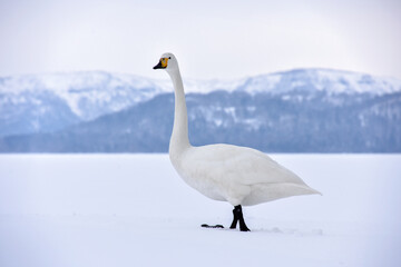 雪とハクチョウの白が美しい、北海道の雪景色