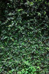 Ivy green leave wall background