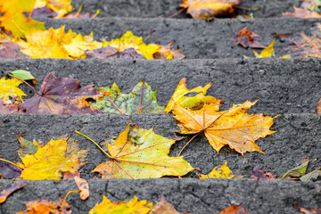 autumn leaves lie on the stone steps of the stairs
