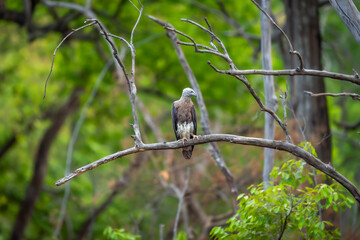 Grey headed Fish Eagle or Ichthyophaga ichthyaetus bird peched high on branch in natural scenic green background during safari at bandhavgarh national park forest tiger reserve madhya pradesh india