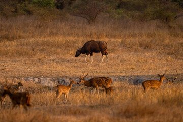 wild male Gaur or Indian Bison or bos gaurus a danger animal or beast with blurred spotted deer or chital axis deer in foreground at landscape of bandhavgarh national park forest madhya pradesh india
