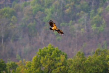 Long billed indian Vulture or Gyps indicus critically endangered vulture species flying with full wingspan in natural green at bandhavgarh National Park forest Tiger Reserve madhya pradesh india asia