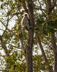 Obraz premium Tarai gray langur or Semnopithecus hector sitting high on tree during winter season safari at pilibhit national park forest tiger reserve uttar pradesh india