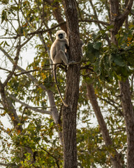 Tarai gray langur or Semnopithecus hector sitting high on tree during winter season safari at pilibhit national park forest tiger reserve uttar pradesh india