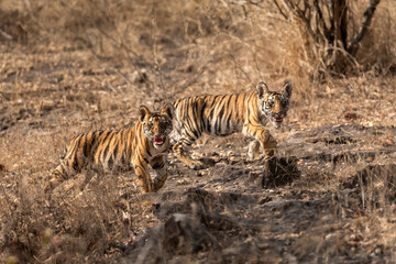 two small tiny wild tiger or panthera tigris cubs with angry face expression and showing aggression to travellers tourist to stay away in safari bandhavgarh national park forest madhya pradesh india