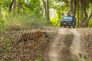 wild female tiger panthera tigris showstopper crossing forest road in morning territory stroll and...