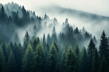 View of forest with fog