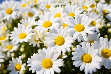 White daisy flowers