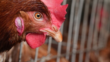 close up of a rooster