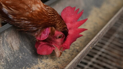 close up of a rooster