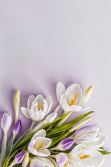 Obraz premium Crocuses, pink and white spring flowers on pastel pink background. Vertical post template Mother's Day, Women's Day, Valentine's Day. Copy space, top down, flat lay. Generative AI.