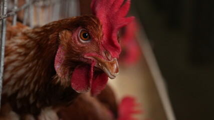 close up of a rooster