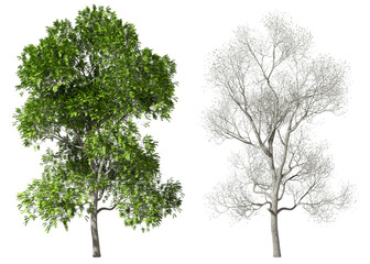 Life of trees seasonal isolated transparent backgrounds 3d illustrations png