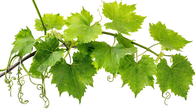 Wild grape vine leaves with green colors isolated on transparent background - PNG with high resolution
