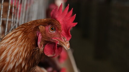 close up of a rooster
